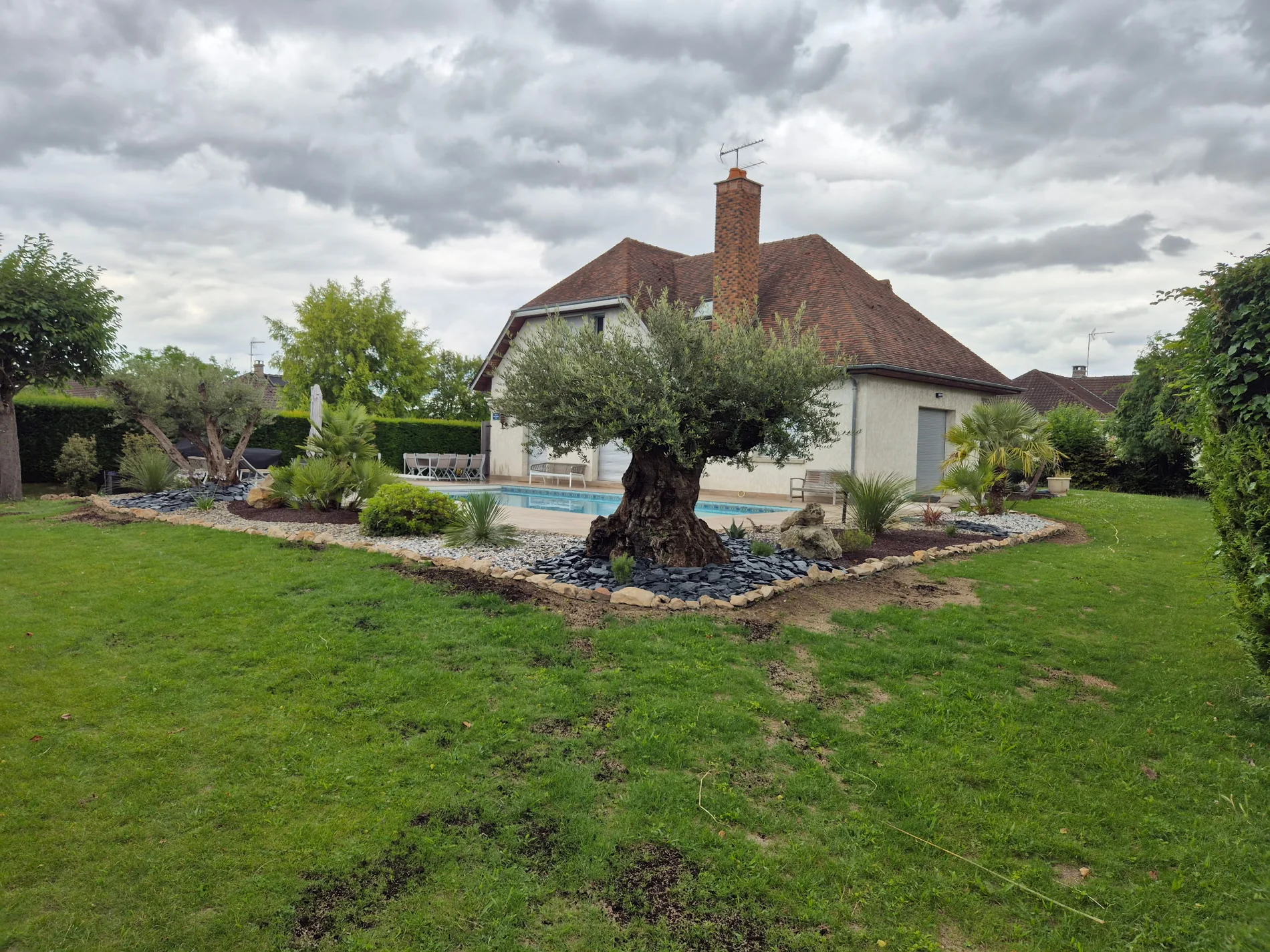 Jardin paysager avec olivier, piscine et massifs minéraux