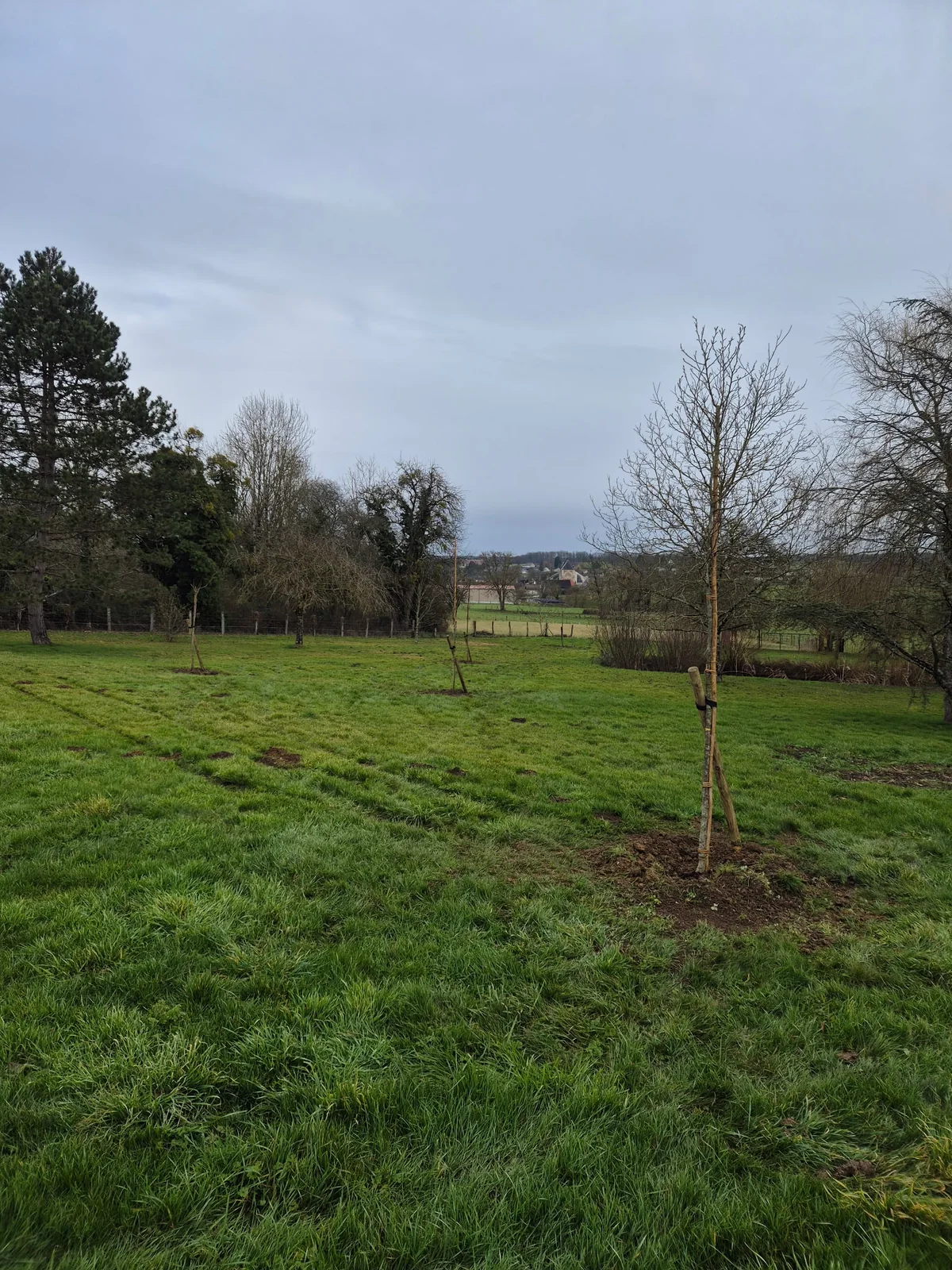 Arbres tiges et jeunes arbres en terrain