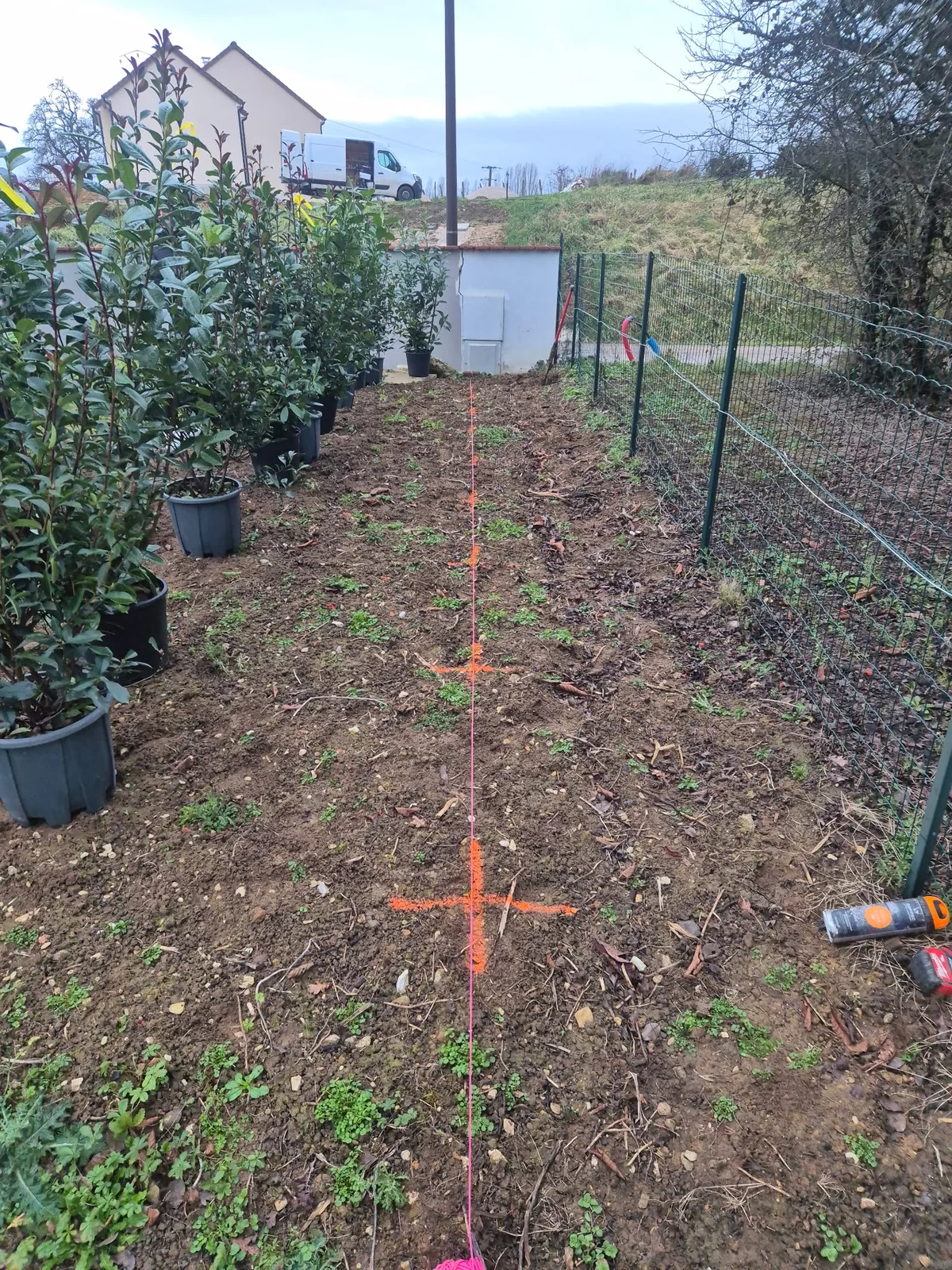 Arbustes en pot à la pépinière