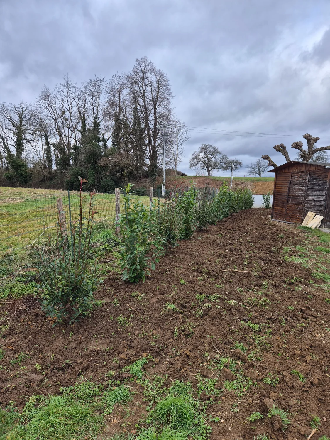 Jeunes arbustes plantés en ligne dans une parcelle